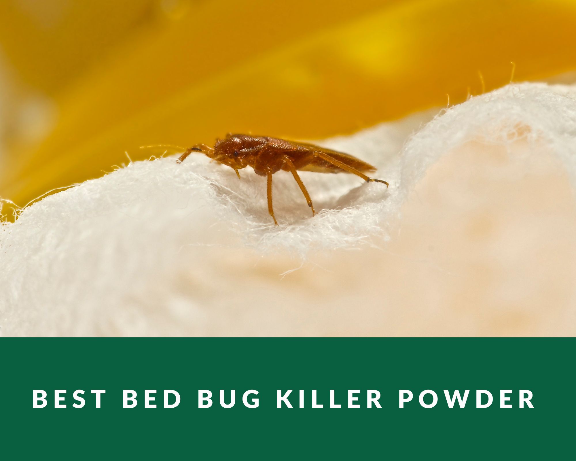 Powder for Bed Bugs